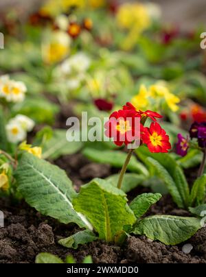 Dunkler Boden mit roten und gelben Blüten Stockfoto