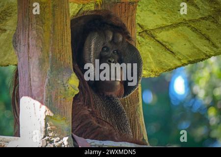 Porträt männlich Bornean Orang Utan (Pongo pygmaeus) Stockfoto