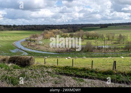 RSPB Winterbourne Downs Naturschutzgebiet in Spring, Wiltshire, England, Großbritannien. Ein Blick auf die sanfte Kreidefarmlandschaft mit Schafen, die auf einem Feld weiden Stockfoto