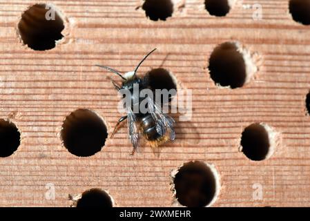 Die Gehoernte Mauerbiene, Osmia cornuta, ist mit ihrem leuchtend roten Hinterleib kaum zu uebersehen und erinnert aufgrund Ihrer Groesse und Ihrer dic Stockfoto