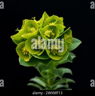 WALZEN-Wolfsmilch, Euphorbia myrsinites ist eine schoene Pflanze mit gruenen Blueten. Roller Spurr ist eine wunderschöne Pflanze mit grünen Blumen. Stockfoto