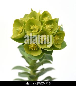 WALZEN-Wolfsmilch, Euphorbia myrsinites ist eine schoene Pflanze mit gruenen Blueten. Roller Spurr ist eine wunderschöne Pflanze mit grünen Blumen. Stockfoto