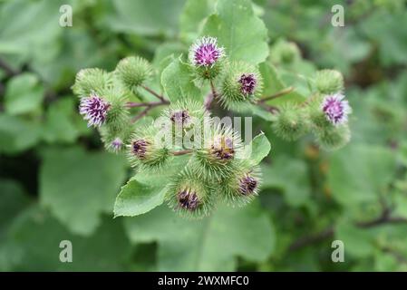 Große Klette arctium Lappa,,, ist eine wichtige Heilpflanze mit lila Blueten und wird in der Medizin verwendet. Große Klette arctium Lappa,, ist eine im Stockfoto