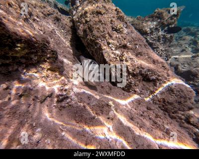 Der Dreitopf Dascyllus (Dascyllus trimaculatus), bekannt als Domino-Damsel oder einfach Domino, ist eine Art des Degoistischen aus der Familie Pomacentridae und Stockfoto