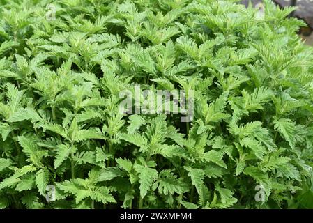Wolfstrapp, Lycopus europaeus, ist eine wichtige Heilpflanze die auch in der Medizin eingesetzt wird. Wolfstrapp, Lycopus europaeus, ist ein wichtiges m Stockfoto
