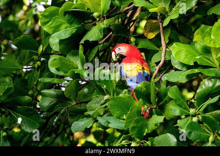 Wunderschöner Scharlach (Ara macao cyanoptera) isst Früchte auf einem Baumzweig in einem natürlichen Lebensraum in einem tropischen Regenwald in der Nähe von Jaco, Costa rica Stockfoto