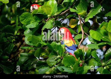 Scharlach-Aras (Ara macao), auch rot-gelber Ara auf einem Baum in einem Wald in der Nähe von Jaco Town auf der pazifischen Seite von Costa rica, Mittelamerika genannt Stockfoto