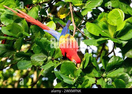 Ara macao (Ara macao), auch rot-gelber Ara auf einem Baum in einem Wald in der Nähe von Jaco Town auf der pazifischen Seite Costa ricas, Mittelamerika genannt Stockfoto
