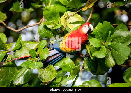 Wunderschöner Scharlach (Ara macao cyanoptera), der auf einem Baumzweig sitzt und Samen der indischen Strandmandel in natürlichem Lebensraum, Jaco, Costa rica, isst Stockfoto