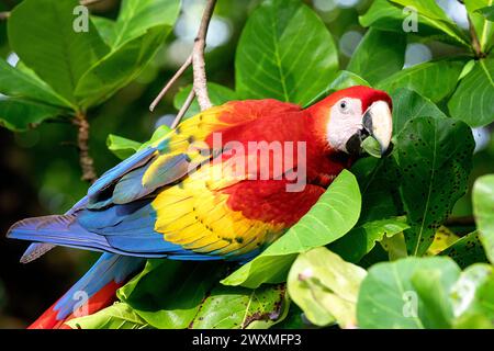 Wunderschöner Scharlach (Ara macao cyanoptera), der Samen der indischen Strandmandel in einem natürlichen Lebensraum in der Nähe von Jaco, Costa rica, isst Stockfoto