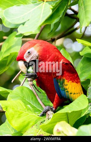 Wunderschöner Scharlach (Ara macao cyanoptera), der Samen der indischen Strandmandel in einem natürlichen Lebensraum in der Nähe von Jaco, Costa rica, isst Stockfoto