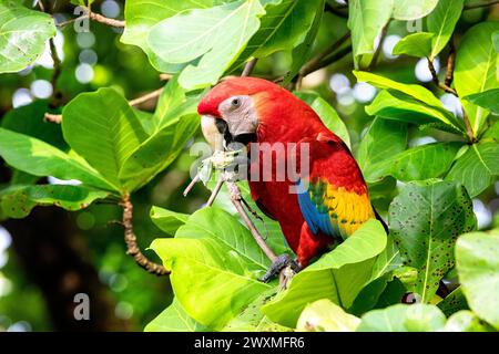 Wunderschöner Scharlach (Ara macao cyanoptera), der Samen der indischen Strandmandel in einem natürlichen Lebensraum in der Nähe von Jaco, Costa rica, isst Stockfoto