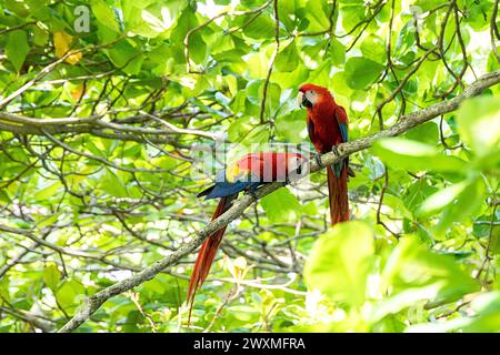 Wunderschöne Scharlach-Aras (Ara macao cyanoptera), ein Paar, das auf einem Ast in einem tropischen Regenwald in der Nähe von Jaco, Costa rica, sitzt Stockfoto