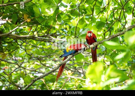 Wunderschöne Scharlach-Aras (Ara macao cyanoptera), ein Paar, das auf einem Ast in einem tropischen Regenwald in der Nähe von Jaco, Costa rica, sitzt Stockfoto