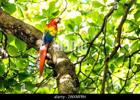 Wunderschöner Scharlach (Ara macao cyanoptera), der auf einem Baumzweig in einer natürlichen Umgebung in einem tropischen Regenwald in der Nähe von Jaco, Costa rica, sitzt Stockfoto