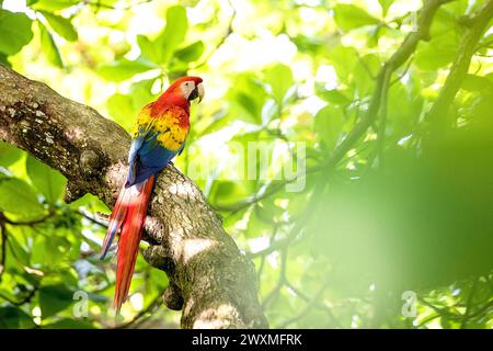 Wunderschöner Scharlach (Ara macao cyanoptera), der auf einem Baumzweig in einer natürlichen Umgebung in einem tropischen Regenwald in der Nähe von Jaco, Costa rica, sitzt Stockfoto