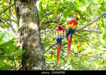 Wunderschöne Scharlach-Aras (Ara macao cyanoptera), ein Paar, das auf einem Ast in einem tropischen Regenwald in der Nähe von Jaco, Costa rica, sitzt Stockfoto