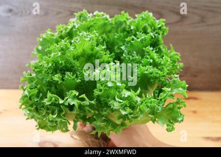 Nahaufnahme von lebhaften grünen Frillice Eisbergsalaten Stockfoto