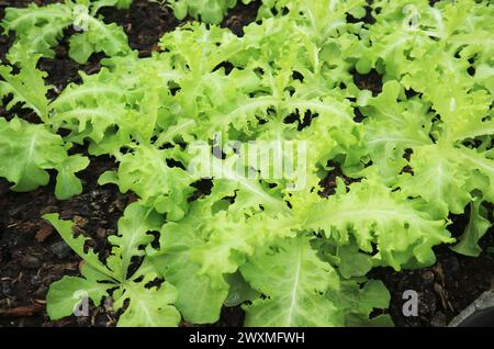 Grüne Eichen-Salate wachsen in einem Gewächshaus Stockfoto