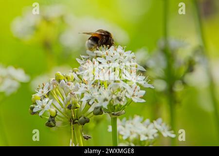 Hylotelephium telephium, auch bekannt als Orpin, livelong, Froschmagen, Harping Johnny and Hexs Geldsäcke, ist eine saftige, mehrjährige Bodendecke der Stockfoto