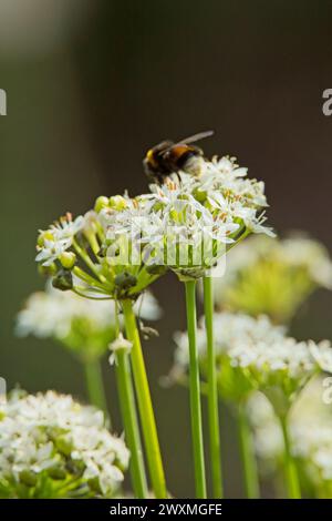 Hylotelephium telephium, auch bekannt als Orpin, livelong, Froschmagen, Harping Johnny and Hexs Geldsäcke, ist eine saftige, mehrjährige Bodendecke der Stockfoto