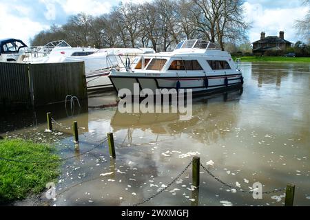 Datchet, Berkshire, Großbritannien. April 2024. Abwasser schwimmt auf der Themse in Datchet, Berkshire, wo Schwäne, Gänse und Enten fressen. Das Wasser der Themse leitet Sturmwasser ab, einschließlich Abwasser aus dem nahegelegenen Wasseraufbereitungswerk der Themse in Windsor sowie an zahlreichen Stellen entlang der Themse. Bootsbesatzungen, die diese Woche beim Rennen Oxford gegen Cambridge antraten, sind krank geworden. Ein Ruderer aus dem Oxford-Team, der am Samstag das Boat Race verlor, hat sich über „Poo in the Water“ beschwert und behauptet, dass die Krankheit, die durch einen Ausbruch von E. coli verursacht wurde, eine Rolle bei ihrer Niederlage spielte. Quelle: Maure Stockfoto