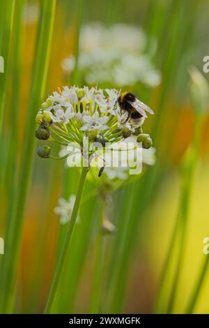 Hylotelephium telephium, auch bekannt als Orpin, livelong, Froschmagen, Harping Johnny and Hexs Geldsäcke, ist eine saftige, mehrjährige Bodendecke der Stockfoto