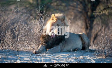 Lion (Panthera leo) Kgalagadi Transfrontier Park, Südafrika Stockfoto