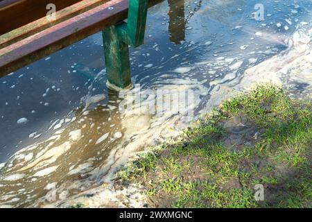 Datchet, Berkshire, Großbritannien. April 2024. Abwasser schwimmt auf der Themse in Datchet, Berkshire, wo Schwäne, Gänse und Enten fressen. Das Wasser der Themse leitet Sturmwasser ab, einschließlich Abwasser aus dem nahegelegenen Wasseraufbereitungswerk der Themse in Windsor sowie an zahlreichen Stellen entlang der Themse. Bootsbesatzungen, die diese Woche beim Rennen Oxford gegen Cambridge antraten, sind krank geworden. Ein Ruderer aus dem Oxford-Team, der am Samstag das Boat Race verlor, hat sich über „Poo in the Water“ beschwert und behauptet, dass die Krankheit, die durch einen Ausbruch von E. coli verursacht wurde, eine Rolle bei ihrer Niederlage spielte. Quelle: Maure Stockfoto