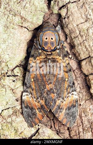 Totenkopf Falkenmotte, Acherontia atropos, Satara, Maharashtra, Indien Stockfoto