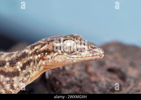 Kopfmarkierungen Nahaufnahme von Satara Plateau Gecko, Hemidactylus satarensis, Satara, Maharashtra, Indien Stockfoto