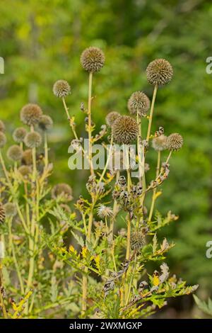 Die Großansicht von Echinops exaltatus, der russischen Globedistel oder der hohen Globedistel, ist eine europäische Art der Globedistel aus der Familie der Asteraceae. Es ist nicht so Stockfoto