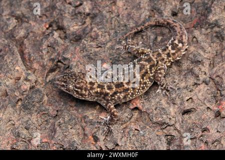 Satara Plateau Gecko, Hemidectylus satarensis, Satara, Maharashtra, Indien Stockfoto