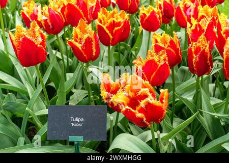 Leuchtend orange Tulpen „Fabio“ blühen in einem dichten Blumenfeld auf den Feldern der Blumenzwiebelregion in den Niederlanden Stockfoto