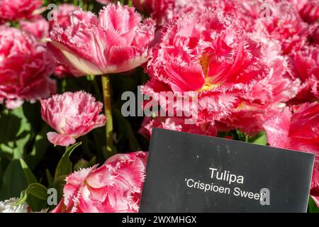 Crispioen Sweet Tulipa, robuste Tulpensorte im Tulpengarten Keukenhof, Niederlande, mit Namensschild Stockfoto