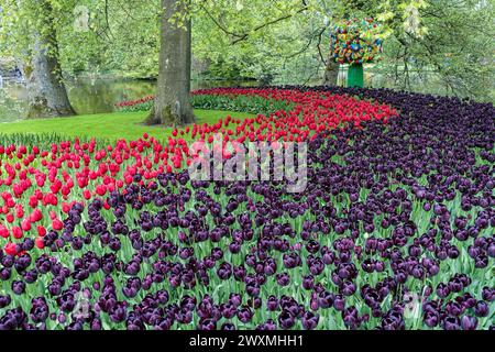 Leuchtende rote und schwarze Tulpen blühen in einem dichten Blumenfeld im Keukenhof-Garten der Blumenzwiebelregion in den Niederlanden Stockfoto