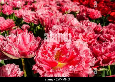 Crispioen Sweet Tulipa, robuste Tulpensorte im Tulpengarten Keukenhof, Niederlande Stockfoto