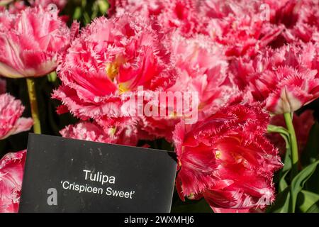 Crispioen Sweet Tulipa, robuste Tulpensorte im Tulpengarten Keukenhof, Niederlande Stockfoto