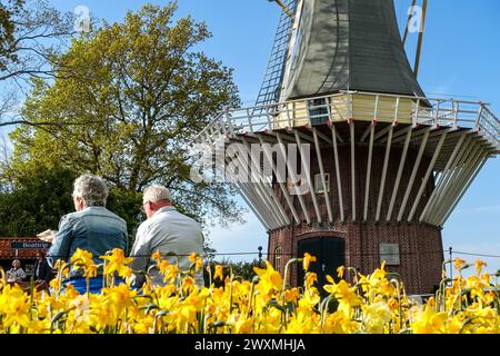 Seniorenpaar genießt den Blick auf eine traditionelle niederländische Windmühle zwischen blühenden gelben Tulpenblüten des Keukenhof-Gartens unter einem klaren blauen Himmel Stockfoto