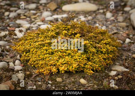 Thymus vulgaris (Thymian-Gartenthymian) im Garten Stockfoto