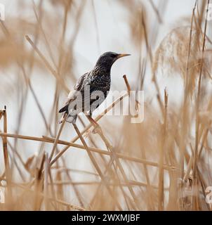 Starling Vogel auf Schilfstielen am Flussufer Stockfoto