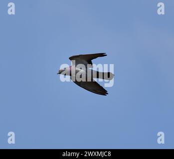 Tauche mitten im Flug gegen den klaren blauen Himmel Stockfoto