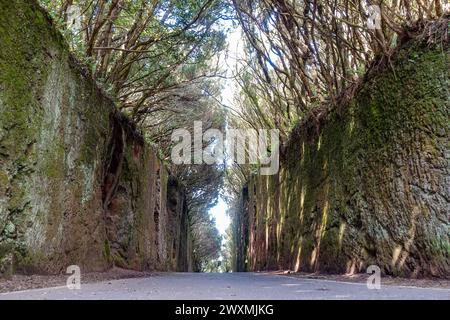 Enge asphaltierte Straße, die durch hohe moosbedeckte Felswände auf Teneriffa mit überhängenden Bäumen geschnitten wurde und einen natürlichen Tunnel in einem bewaldeten Gebiet bildet Stockfoto