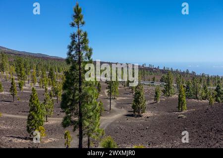 Karger Kiefernwald, der auf dunklem vulkanischem Boden auf Teneriffa unter klarem blauem Himmel in einer bergigen trockenen Landschaft mit einer Straße in der Ferne wächst Stockfoto