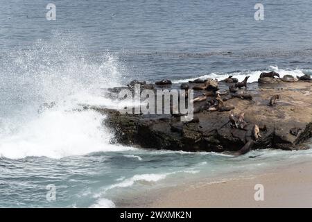 Seelöwen am Strand auf einem Felsen Stockfoto