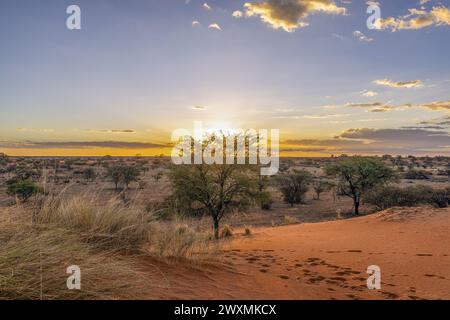 Panoramablick über die namibische Kalahari am Abend bei Sonnenuntergang mit blauem Himmel und hellen Wolken im Sommer Stockfoto