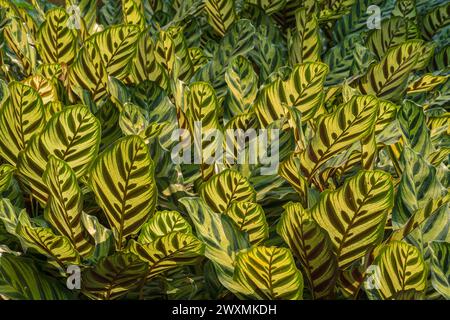 Farbenfroher Blick auf die dekorativen Blätter von Goeppertia makoyana alias calathea makoyana, Pfauenpflanze oder Kathedralfenster bei natürlichem Sonnenlicht Stockfoto