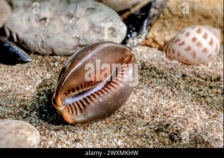 Mauritia mauritiana oder Schokoladenkauz, Buckelkauz, Muschel auf einem Sand unter Wasser Stockfoto