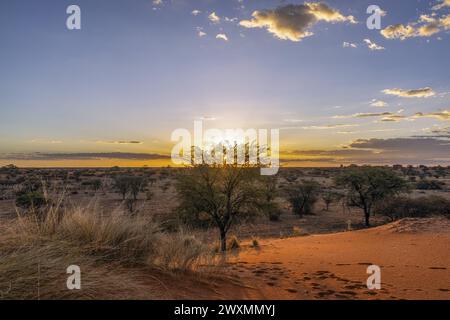 Panoramablick über die namibische Kalahari am Abend bei Sonnenuntergang mit blauem Himmel und hellen Wolken im Sommer Stockfoto