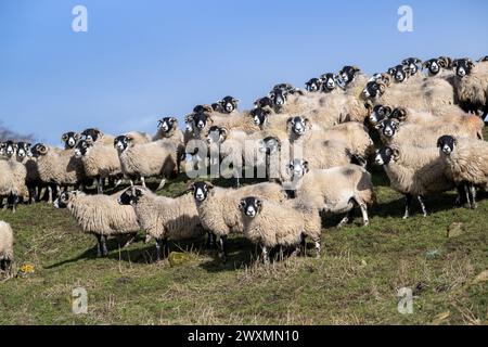 Eine Schar von Swaledale und Crossbred Blackface Hill überwintert auf einer Hochlandfarm in der Nähe von Tow Low, Co. Durham, Großbritannien. Stockfoto